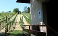 Vučinić Winery