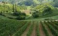 Vinogradarstvo i vinarstvo Golubić